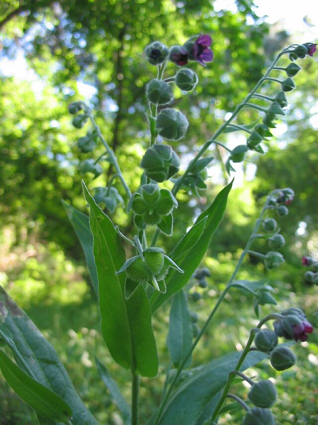 Cynoglossum officinale e Cynoglossum sp.